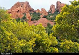 Mimosa i Esterel.png
